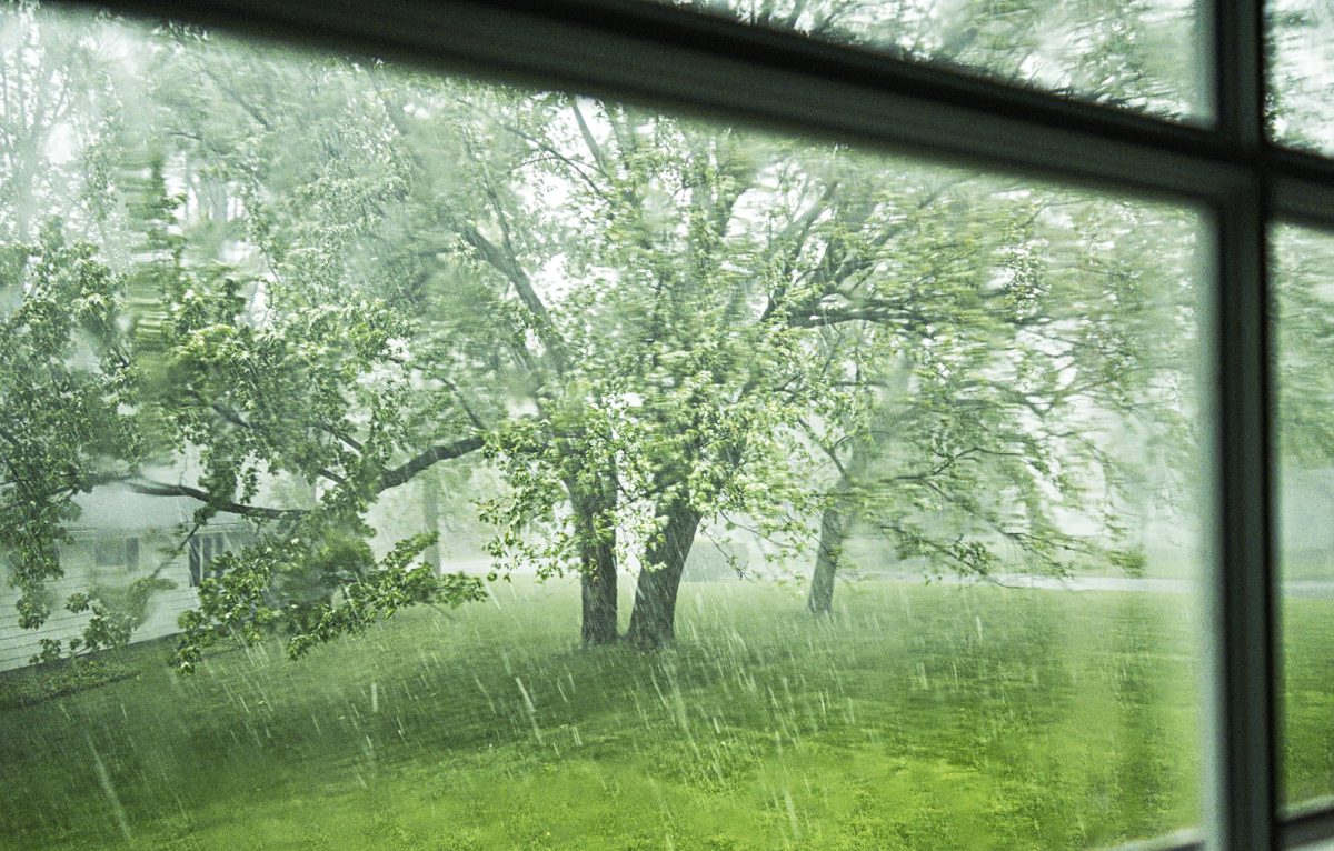 View of a tree in the rain from an inside window