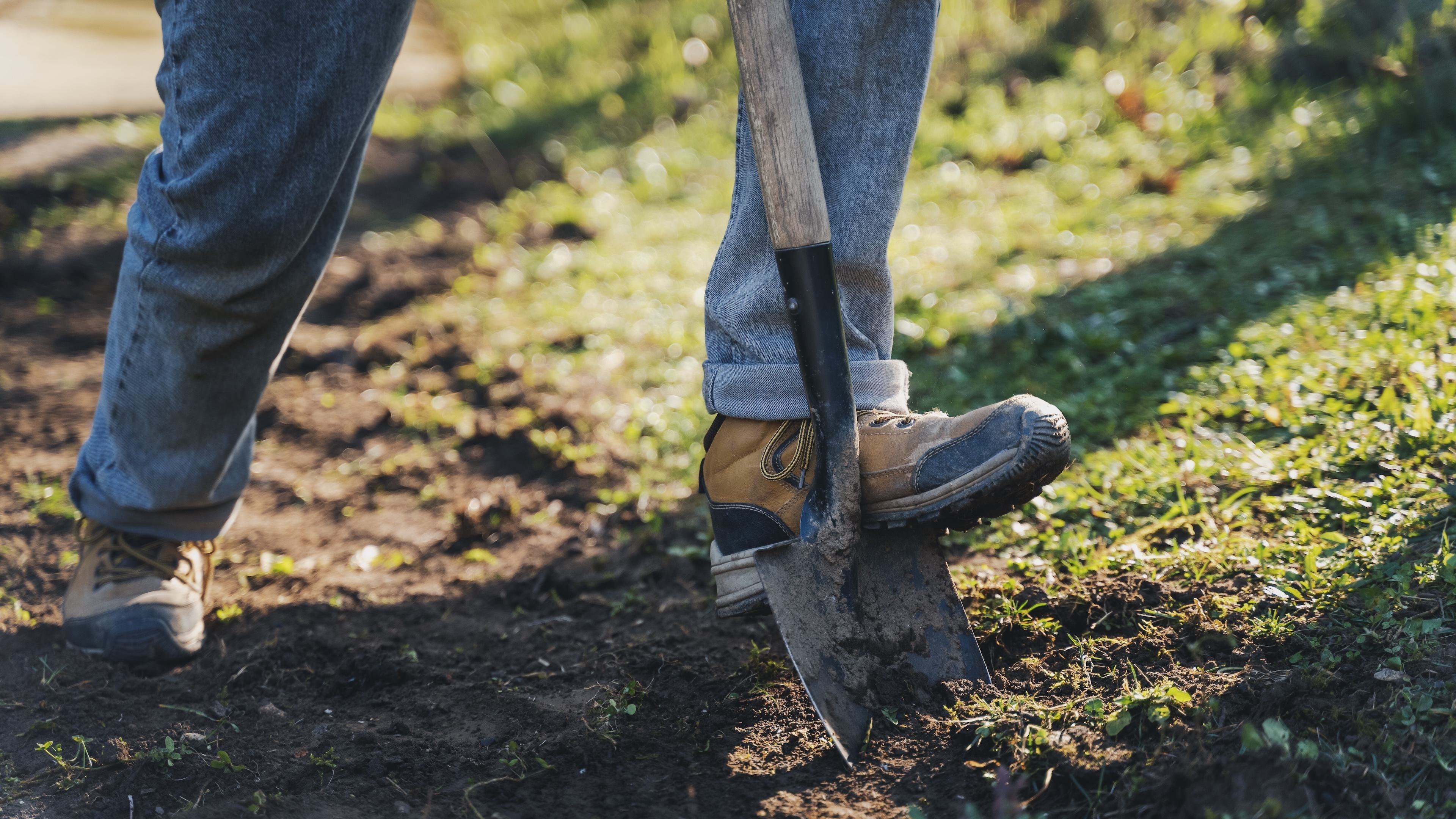 A person wearing worn work boots and jeans presses a shovel into soil, digging in a patch of dirt and grass outdoors.